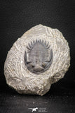 08318 - Nicely Preserved 2.50 Inch Hollardops merocristata Middle Devonian