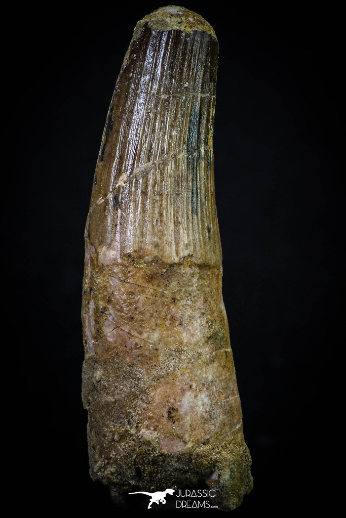 20267 - Well Preserved 3.40 Inch Spinosaurus Dinosaur Tooth Cretaceous