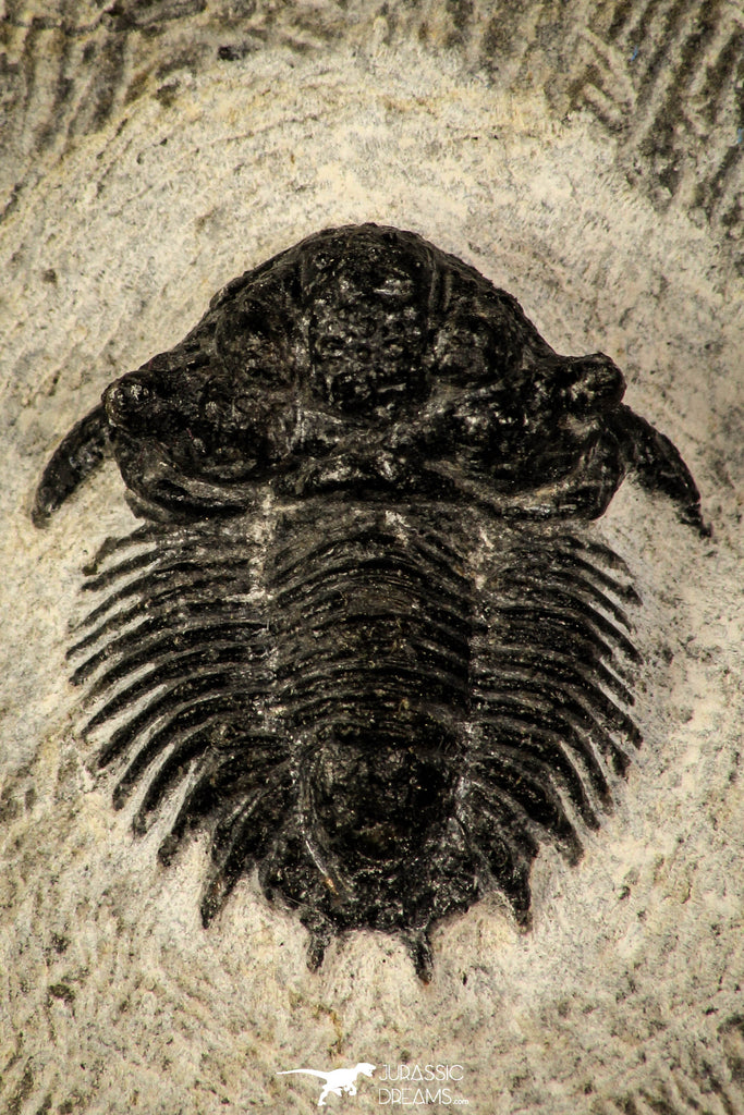 30223 - Top Rare Lichid Trilobite 0.79 Inch Acanthopyge (Lobopyge) bassei Lower Devonian