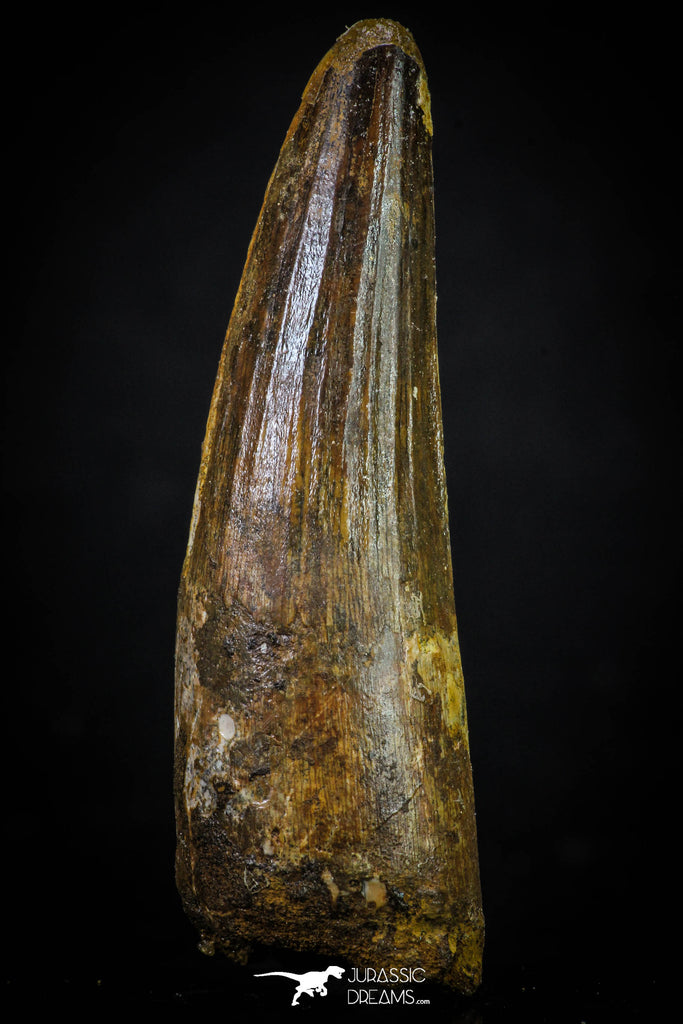 20269 - Nicely Preserved 2.99 Inch Spinosaurus Dinosaur Tooth Cretaceous