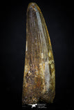 20269 - Nicely Preserved 2.99 Inch Spinosaurus Dinosaur Tooth Cretaceous