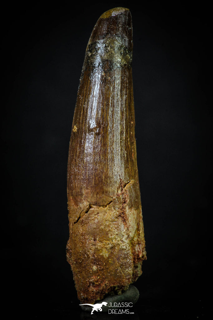 20270 - Well Preserved 2.72 Inch Spinosaurus Dinosaur Tooth Cretaceous