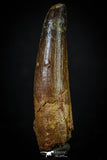 20270 - Well Preserved 2.72 Inch Spinosaurus Dinosaur Tooth Cretaceous