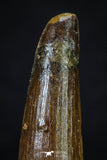 20270 - Well Preserved 2.72 Inch Spinosaurus Dinosaur Tooth Cretaceous