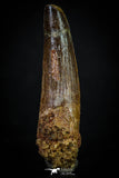 20270 - Well Preserved 2.72 Inch Spinosaurus Dinosaur Tooth Cretaceous