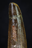 20270 - Well Preserved 2.72 Inch Spinosaurus Dinosaur Tooth Cretaceous