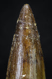 20272 - Well Preserved 2.65 Inch Spinosaurus Dinosaur Tooth Cretaceous