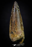 20272 - Well Preserved 2.65 Inch Spinosaurus Dinosaur Tooth Cretaceous