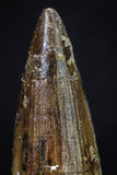 20272 - Well Preserved 2.65 Inch Spinosaurus Dinosaur Tooth Cretaceous