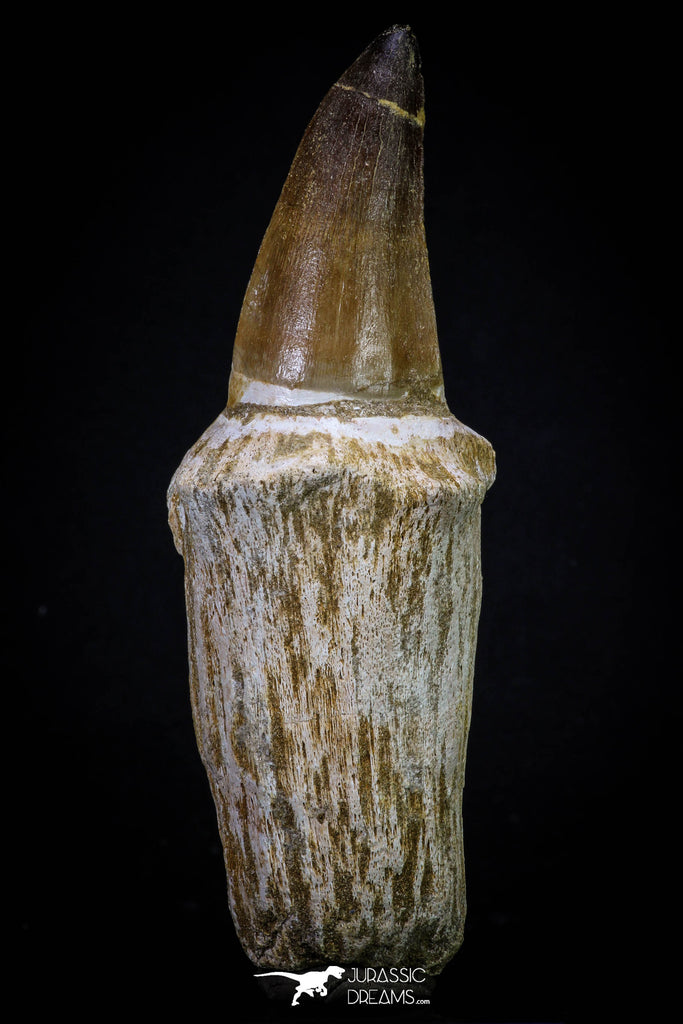 20277 - Top Huge Rooted 5.44 Inch Mosasaur (Prognathodon anceps) Tooth