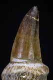 20277 - Top Huge Rooted 5.44 Inch Mosasaur (Prognathodon anceps) Tooth