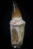 20277 - Top Huge Rooted 5.44 Inch Mosasaur (Prognathodon anceps) Tooth