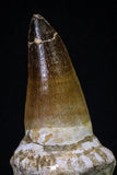 20277 - Top Huge Rooted 5.44 Inch Mosasaur (Prognathodon anceps) Tooth