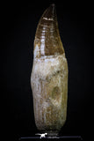 20278 - Top Huge Rooted 4.78 Inch Mosasaur (Prognathodon anceps) Tooth