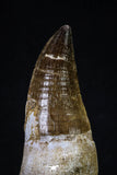 20278 - Top Huge Rooted 4.78 Inch Mosasaur (Prognathodon anceps) Tooth