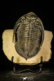 30229 - Nicely Prepared 3.14 Inch  Zlichovaspis rugosa Lower Devonian Trilobite