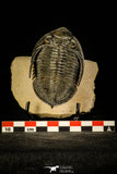 30229 - Nicely Prepared 3.14 Inch  Zlichovaspis rugosa Lower Devonian Trilobite