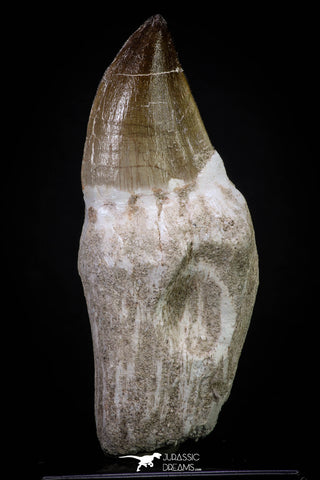 20283 - Top Huge Rooted 3.91 Inch Mosasaur (Prognathodon anceps) Tooth