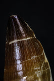 20285 - Well Preserved 2.65 Inch Mosasaur (Prognathodon anceps) Tooth