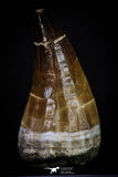 20285 - Well Preserved 2.65 Inch Mosasaur (Prognathodon anceps) Tooth