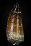 20285 - Well Preserved 2.65 Inch Mosasaur (Prognathodon anceps) Tooth