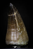 20286 - Well Preserved 2.48 Inch Mosasaur (Prognathodon anceps) Tooth