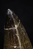 20286 - Well Preserved 2.48 Inch Mosasaur (Prognathodon anceps) Tooth