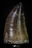 20286 - Well Preserved 2.48 Inch Mosasaur (Prognathodon anceps) Tooth