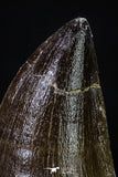 20286 - Well Preserved 2.48 Inch Mosasaur (Prognathodon anceps) Tooth