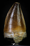 20287 - Well Preserved 2.34 Inch Mosasaur (Prognathodon anceps) Tooth