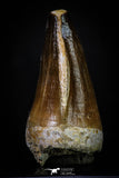 20287 - Well Preserved 2.34 Inch Mosasaur (Prognathodon anceps) Tooth