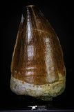 20287 - Well Preserved 2.34 Inch Mosasaur (Prognathodon anceps) Tooth