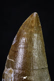 20288 - Well Preserved 2.48 Inch Mosasaur (Prognathodon anceps) Tooth