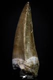 20288 - Well Preserved 2.48 Inch Mosasaur (Prognathodon anceps) Tooth