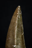 20288 - Well Preserved 2.48 Inch Mosasaur (Prognathodon anceps) Tooth