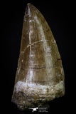 20288 - Well Preserved 2.48 Inch Mosasaur (Prognathodon anceps) Tooth