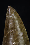 20288 - Well Preserved 2.48 Inch Mosasaur (Prognathodon anceps) Tooth