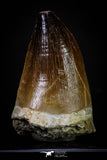 20289 - Well Preserved 2.15 Inch Mosasaur (Prognathodon anceps) Tooth