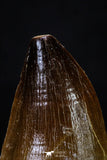 20289 - Well Preserved 2.15 Inch Mosasaur (Prognathodon anceps) Tooth