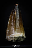 20289 - Well Preserved 2.15 Inch Mosasaur (Prognathodon anceps) Tooth