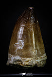 20289 - Well Preserved 2.15 Inch Mosasaur (Prognathodon anceps) Tooth