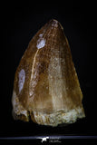 20290 - Well Preserved 1.92 Inch Mosasaur (Prognathodon anceps) Tooth