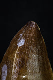 20290 - Well Preserved 1.92 Inch Mosasaur (Prognathodon anceps) Tooth