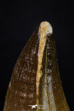 20290 - Well Preserved 1.92 Inch Mosasaur (Prognathodon anceps) Tooth