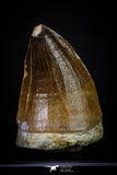 20290 - Well Preserved 1.92 Inch Mosasaur (Prognathodon anceps) Tooth