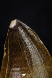 20290 - Well Preserved 1.92 Inch Mosasaur (Prognathodon anceps) Tooth