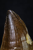 20291 - Well Preserved 2.13 Inch Mosasaur (Prognathodon anceps) Tooth