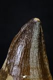 20291 - Well Preserved 2.13 Inch Mosasaur (Prognathodon anceps) Tooth