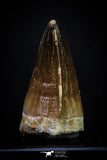 20291 - Well Preserved 2.13 Inch Mosasaur (Prognathodon anceps) Tooth