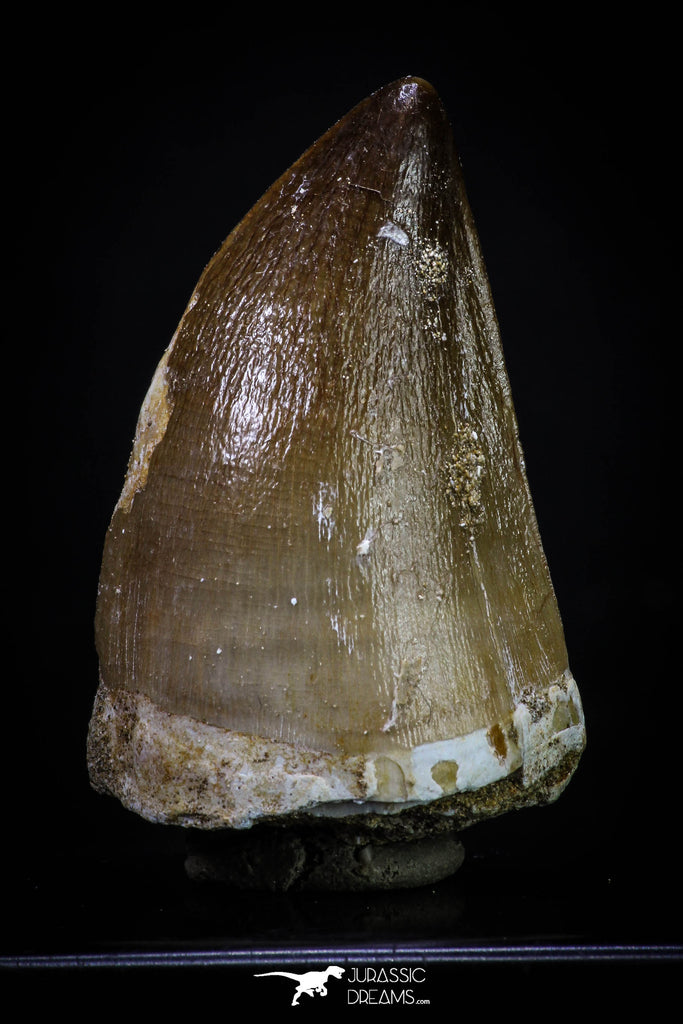 20292 - Well Preserved 2.04 Inch Mosasaur (Prognathodon anceps) Tooth